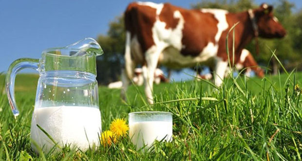 Ticari süt işletmelerince Nisan ayında 847 bin 19 ton inek sütü toplandı