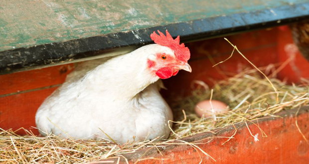 Tavuk yumurtası üretimi 1,6 milyar adet olarak gerçekleşti