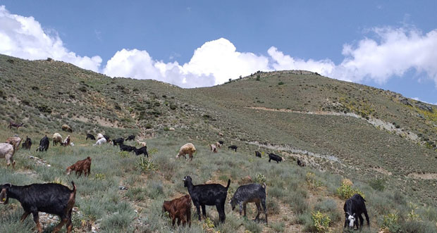 Keçi sürüsü ot bulmak için dağların yüksek kesimlerine çıkıyor