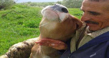 Boğa Sahibini Öldürdü