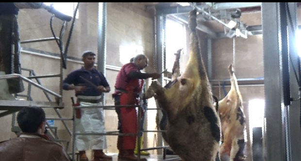 Et Ve Süt Kurumu Erzincan’da Hayvan Kesimine Başladı