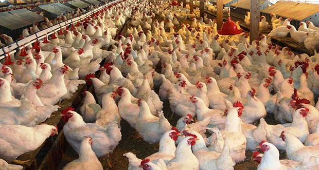 Tavuk yumurtası üretimi 1,6 milyar adet olarak gerçekleşti