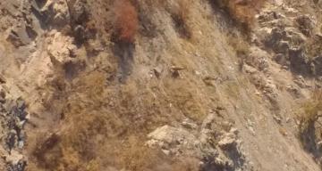 Yaban Dağ Keçileri Avlanma Yüzünden Nadir Görülmeye Başladı