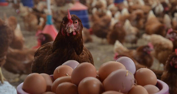 Tavuk yumurtası üretimi 1,7 milyar adet olarak gerçekleşti