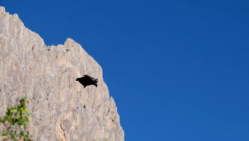 KEMALİYE KÜLTÜR VE SPOR ŞENLİKLERİ BAŞLIYOR