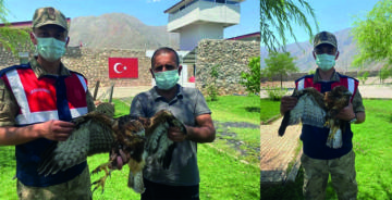 YARALI KIZIL ŞAHİN’E JANDARMA ŞEFKATİ