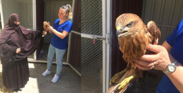 BİTKİN DÜŞEN KIZIL ŞAHİN TEDAVİ EDİLDİ