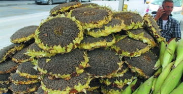 ÇİTLEMELİK AYÇİÇEĞİNDEN YEMENİN ZEVKİDE BİR BAŞKA