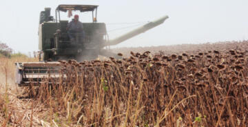 KARGIN’DA AYÇİÇEĞİ HASADI BAŞLADI