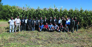 VALİ MAKAS MISIR VE DOMATES HASADINA KATILDI