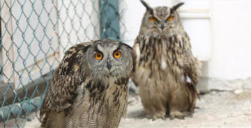 7 BİN 784 YABAN HAYVANI TEDAVİ EDİLEREK DOĞAYA BIRAKILDI