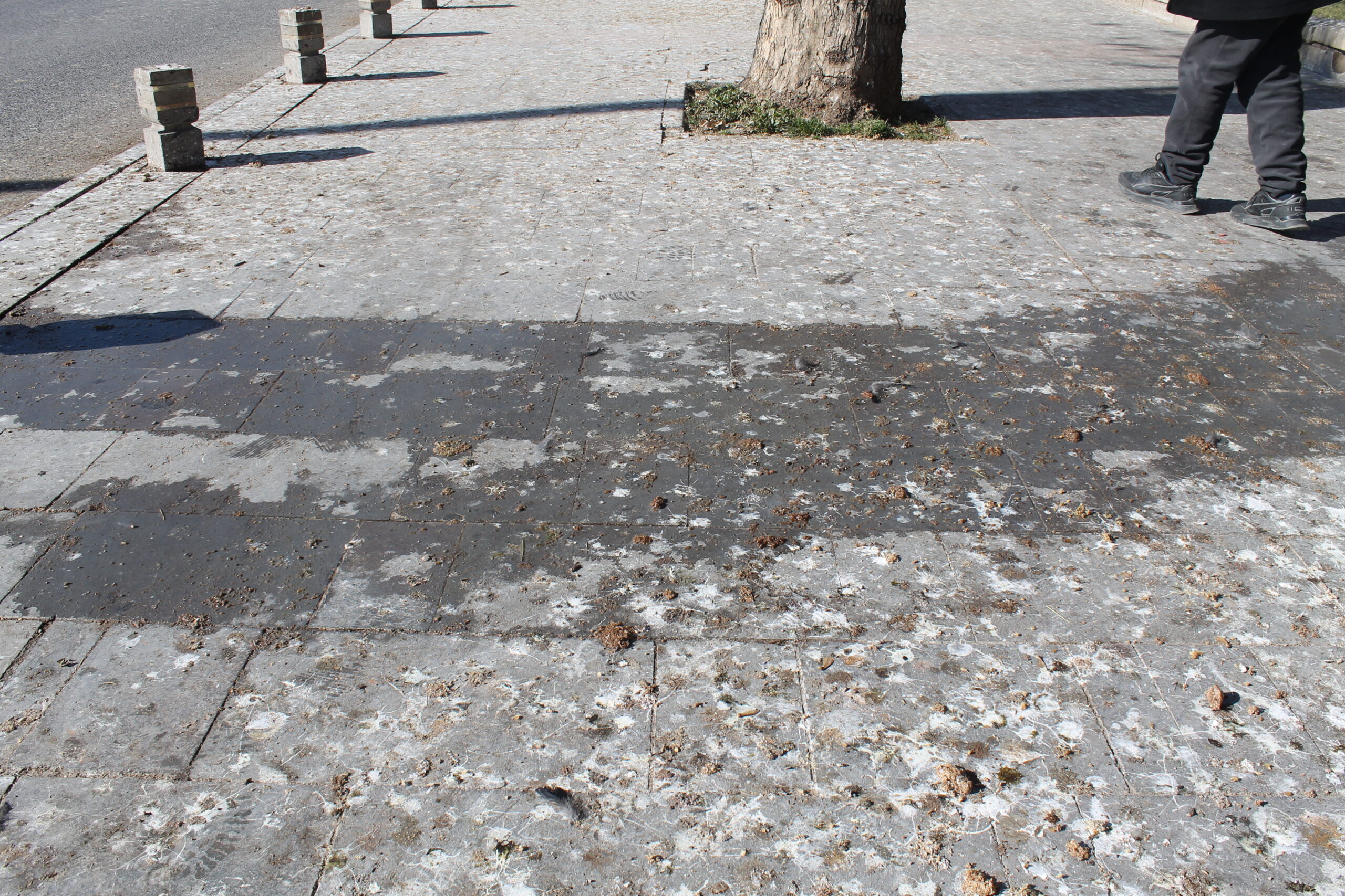 MEYDANDA KUŞ PİSLİĞİNDEN YÜRÜNMÜYOR