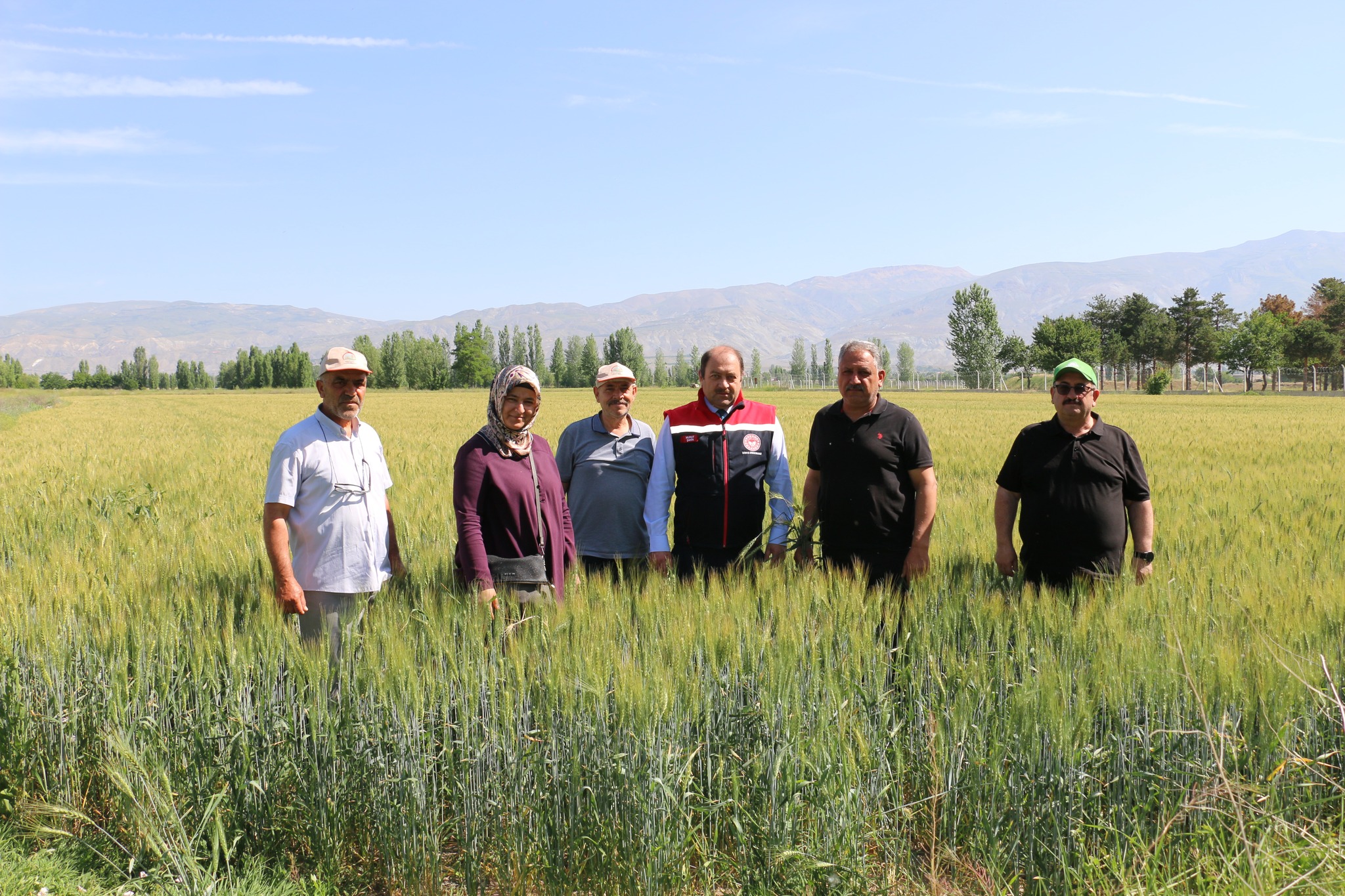 BUĞDAY SAHALARINDA KONTROLLER SÜRÜYOR