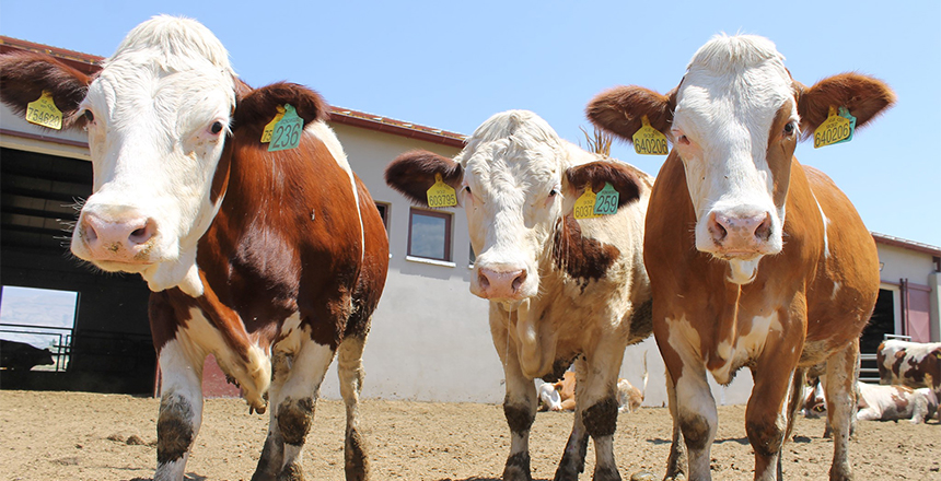 DÜVE YETİŞTİRİCİLERİNE MÜJDE