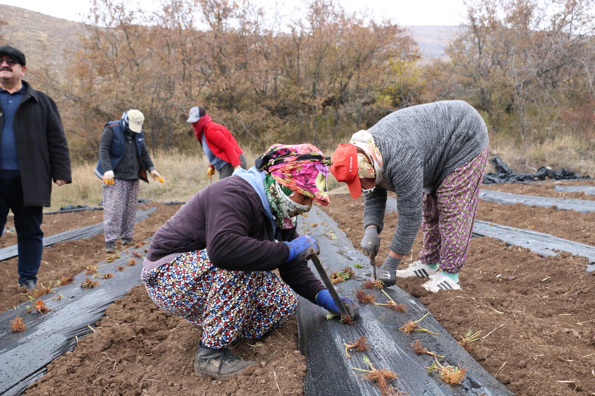 TATLISU KÖYÜ, ÇİLEĞİN MERKEZİ OLACAK