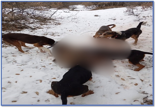 REFAHİYE’DE YABAN HAYVANINA EZİYET EDENLERE YASAL İŞLEM