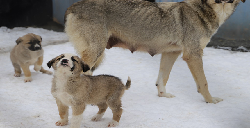 ERZİNCAN BELEDİYESİ KÖPEK KATLİAMI İDDİALARINA YANIT VERDİ