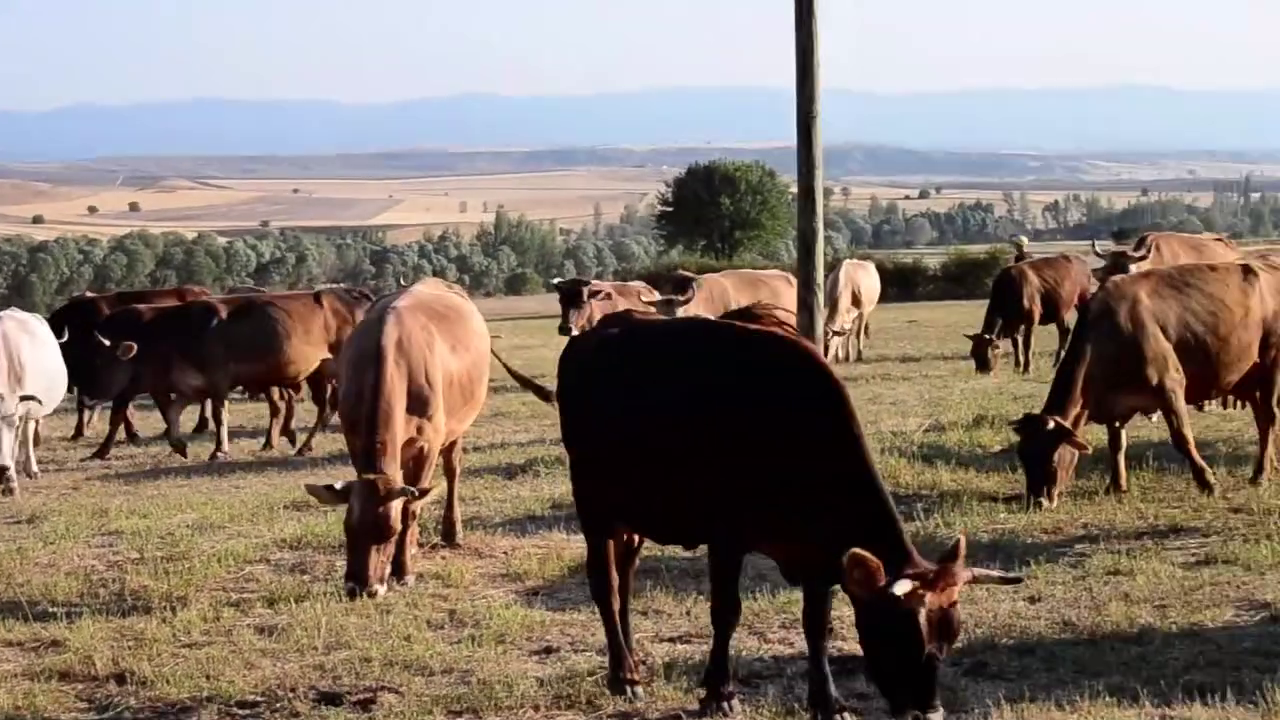 ERZİNCAN’DA HAYVAN KAN ANALİZ MERKEZİ HİZMETE GİRİYOR