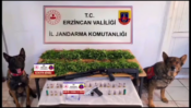 ERZİNCAN’DA UYUŞTURUCU OPERASYONU: 2.636 KÖK KENEVİR ELE GEÇİRİLDİ