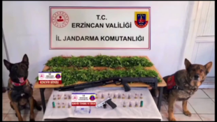 ERZİNCAN’DA UYUŞTURUCU OPERASYONU: 2.636 KÖK KENEVİR ELE GEÇİRİLDİ