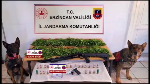 ERZİNCAN’DA UYUŞTURUCU OPERASYONU: 2.636 KÖK KENEVİR ELE GEÇİRİLDİ