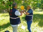 KİRAZ SİNEĞİ İLE MÜCADELE DEVAM EDİYOR