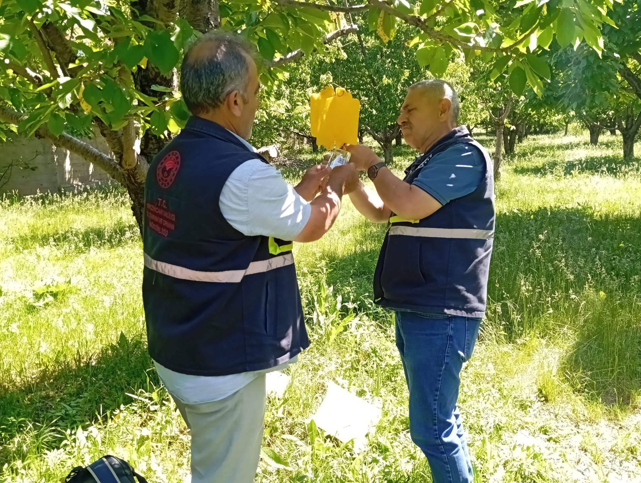 KİRAZ SİNEĞİ İLE MÜCADELE DEVAM EDİYOR