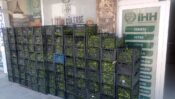 5 TON YEŞİL SEBZE İHTİYAÇ SAHİBİ AİLELERE ULAŞTIRILDI