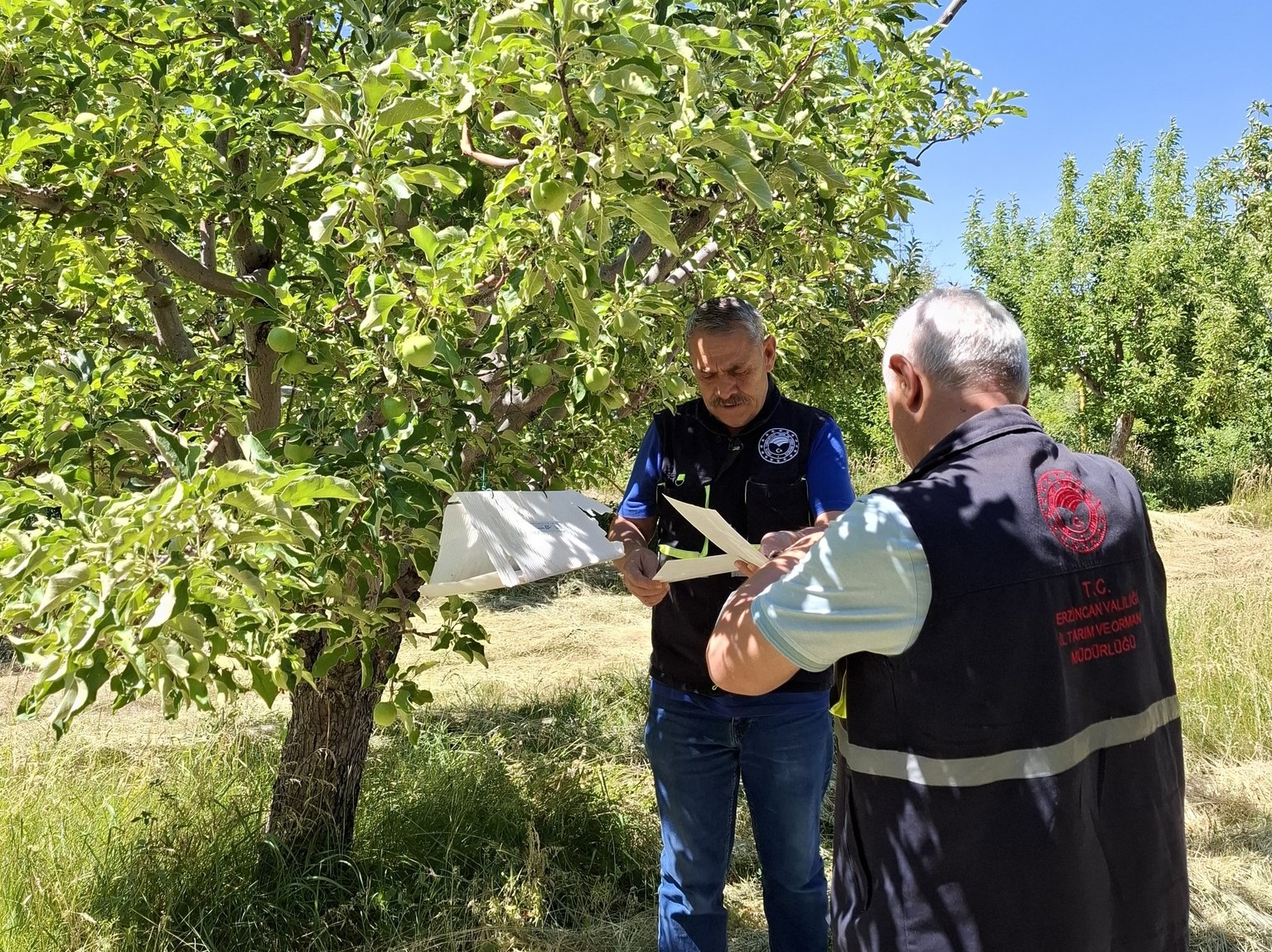 ELMA BAHÇELERİNDE ZARARLILARLA MÜCADELE SÜRÜYOR