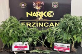 ERZİNCAN’DA KENEVİR VE HAŞHAŞ ELE GEÇİRİLDİ