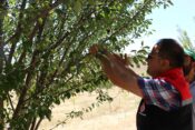 ÇAYIRLI’DA ORGANİK VİŞNE YETİŞTİRİCİLİĞİ