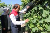 ERZİNCAN’DA ÜZÜM ÇEŞİTLİLİĞİNE ÖRNEK BAHÇE