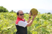 ERZİNCAN’IN YENİ GÖZDESİ: ÇEKİRDEKLİK AYÇİÇEĞİ…
