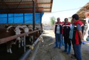 ERZİNCANLI YETİŞTİRİCİLER İLK HAYVANLARI TESLİM ALDI