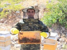 KEMAH’TA BAL HASADI BAŞLADI