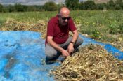 KURU FASULYE HASADI BAŞLADI, IŞIL24 ÇEŞİDİNDE HASAT İÇİN GERİ SAYIM