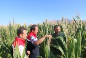 SİLAJLIK MISIR HASADINA SAYILI GÜNLER KALDI