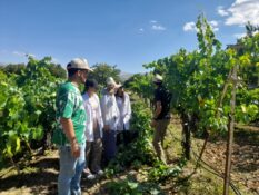 STAJYER ÖĞRENCİLER ASMA GENETİK KAYNAKLARINI YERİNDE İNCELEDİ
