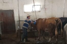 TERCAN’DA ŞAP HASTALIĞINA KARŞI AŞILAMA SEFERBERLİĞİ