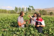 ERZİNCAN’DA SOYA FASULYESİ YETİŞTİRMEYE BAŞLANDI