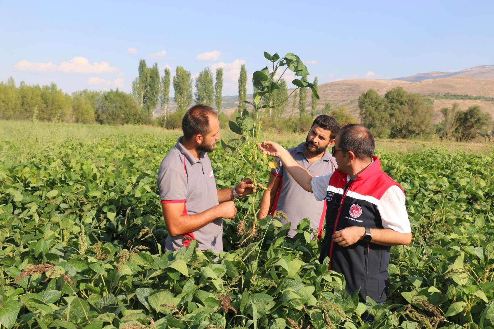 ERZİNCAN’DA SOYA FASULYESİ YETİŞTİRMEYE BAŞLANDI