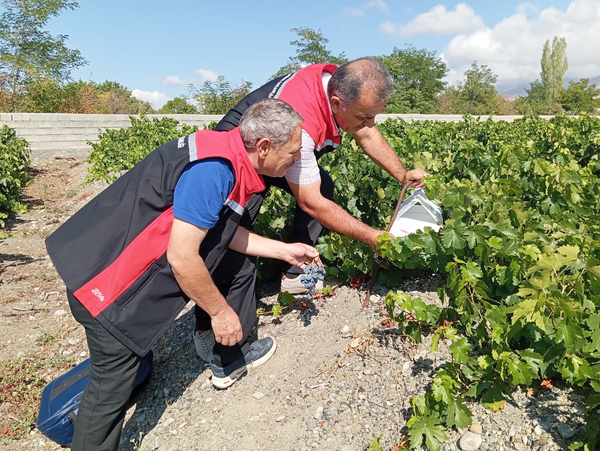 ÜZÜMLÜ VE GÖLPINAR’DA ÜZÜM BAĞLARINDA ZARARLI KONTROLÜ