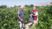 CİMİN ÜZÜMÜNDE HASAT DEVAM EDİYOR