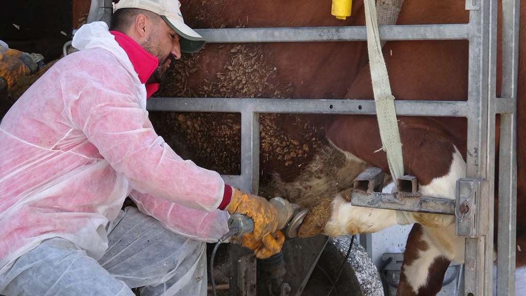 ERZİNCAN DAMIZLIK SIĞIR YETİŞTİRİCİLERİ BİRLİĞİNDEN ÜYELERİNE TIRNAK BAKIMI HİZMETİ