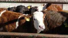 ERZİNCAN İLİ DAMIZLIK SIĞIR YETİŞTİRİCİLERİ BİRLİĞİ’NDEN GEBELİK TESTİ HİZMETİ