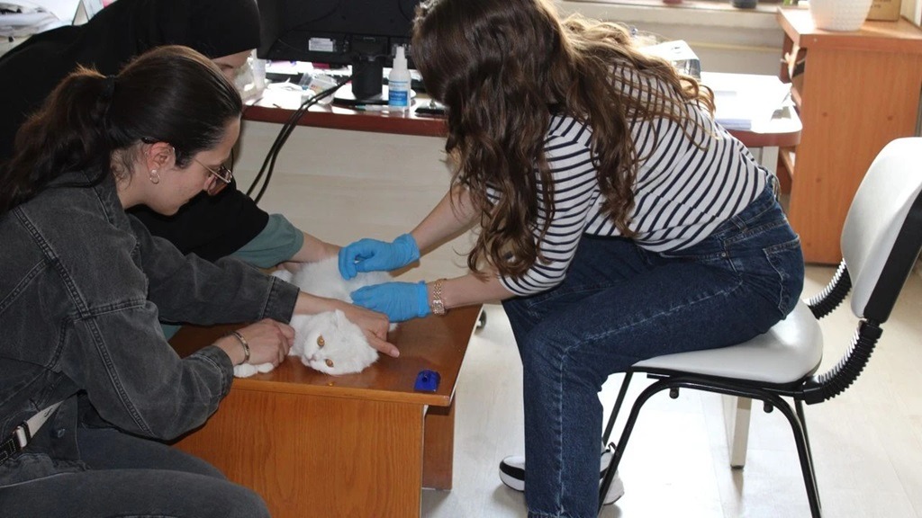 KEDİ VE KÖPEK SAHİPLERİ DİKKAT: DİJİTAL KİMLİK ZORUNLULUĞU 2025’TE TAMAMLANIYOR