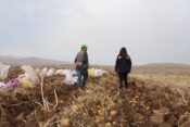 TERCAN’DA KIŞLIK PATATES HASADI BAŞLADI