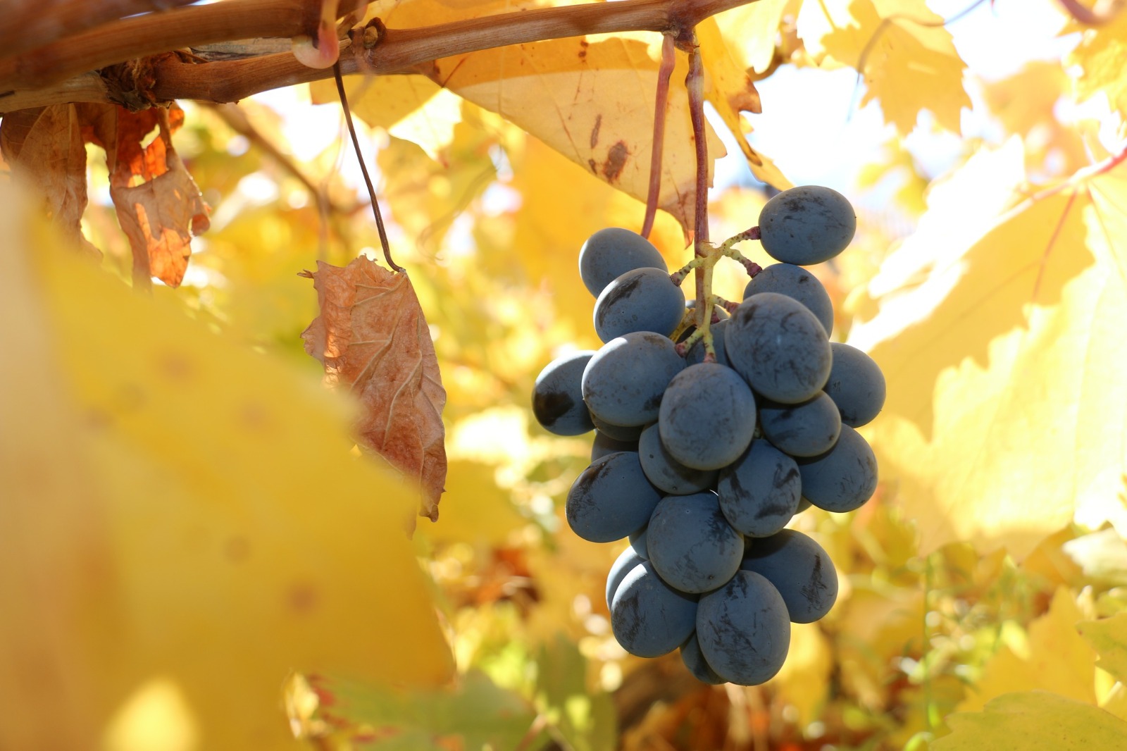 ÜZÜM BAĞLARINDA SONBAHAR EĞİTİMLERİ BAŞLADI