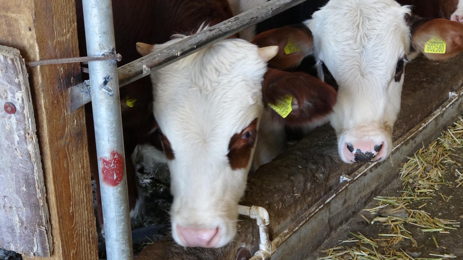 ÜZÜMLÜ’DE ULTRASON İLE GEBELİK TESTİ HİZMETİ VERİLDİ