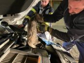 ARAÇ MOTORUNDA MAHSUR KALAN KEDİ İTFAİYE TARAFINDAN KURTARILDI